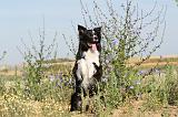 BORDER COLLIE 383